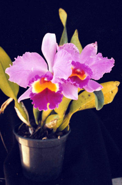 Orquídeas: Paixão dos japoneses .::. Portal NippoBrasil